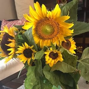 Meet your Posher, Susan